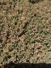 Clinopodium darwinii