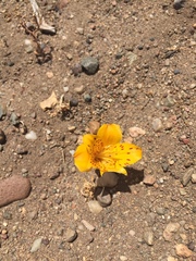 Alstroemeria patagonica