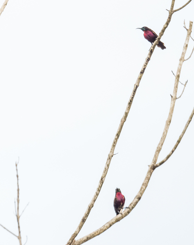 Scarlet-chested Sunbird