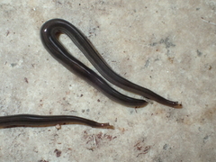 Endeavouria septemlineata
