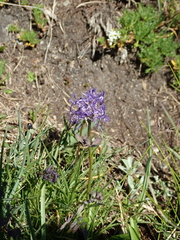 Phyteuma hemisphaericum