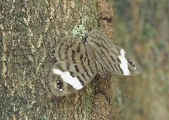Ectima thecla