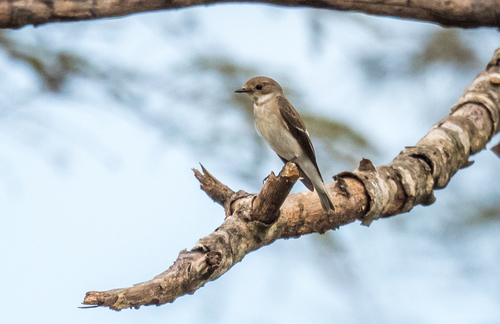 European Pied Flycatcher