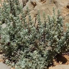 Artemisia caerulescens gallica
