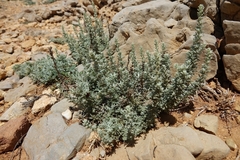 Artemisia caerulescens gallica