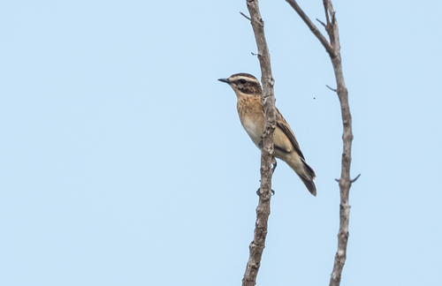 Whinchat