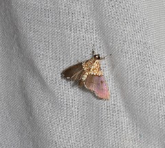 Agrotera longitabulata