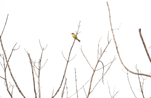 Yellow-fronted Canary