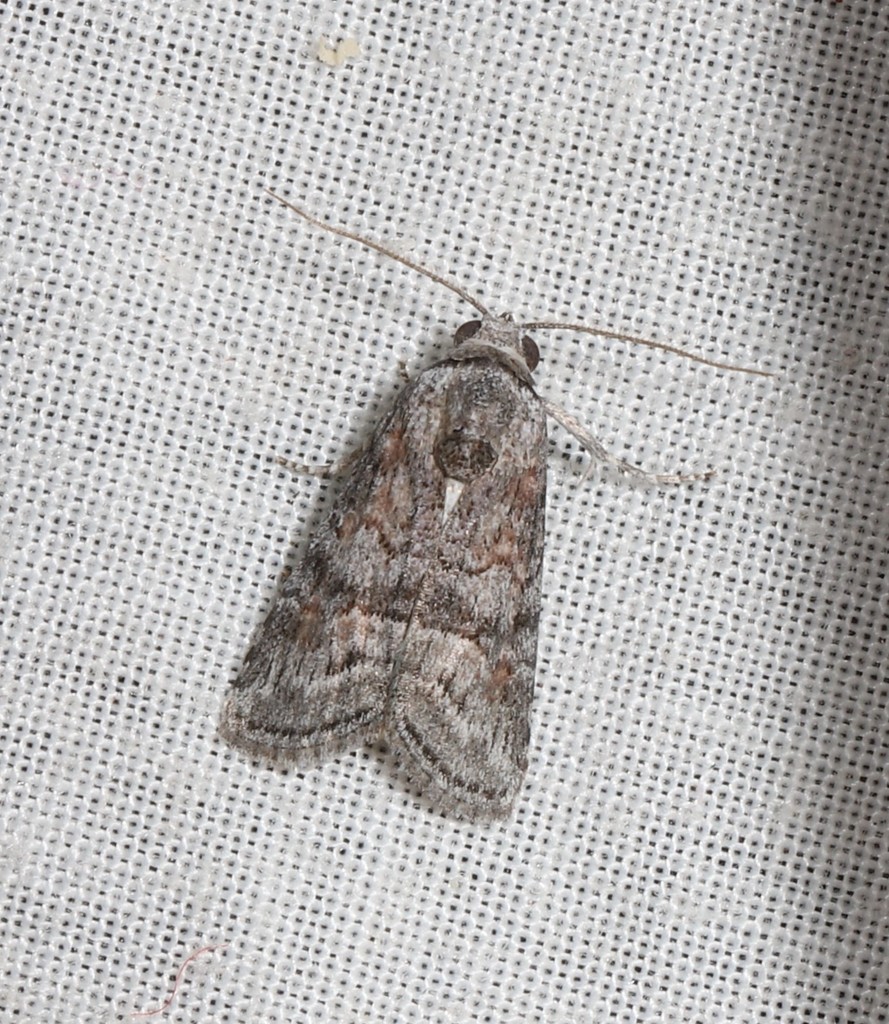 Calathusa maritima