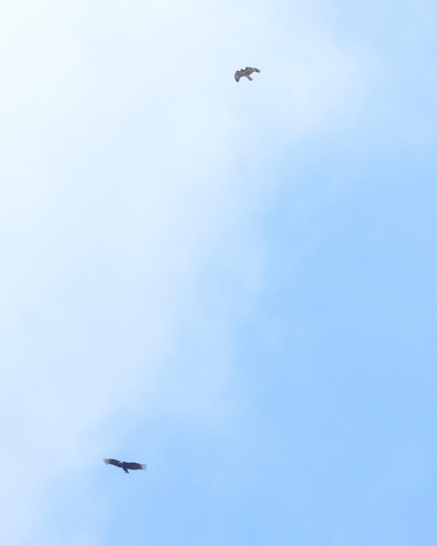 Buteo jamaicensis image