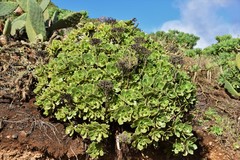 Aeonium lancerottense