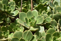 Aeonium lancerottense