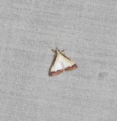 Autocharis hedyphaes