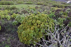 Aeonium lancerottense