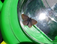 Zizina oxleyi