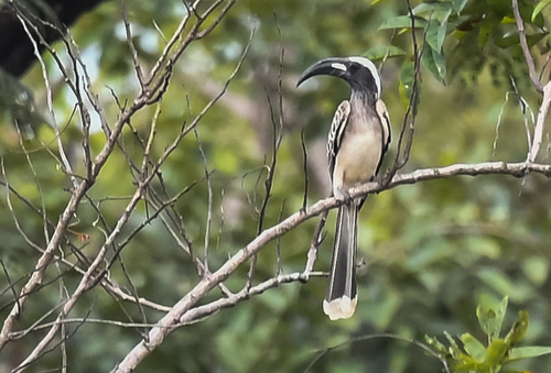 African Gray Hornbill