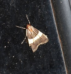 Boeotarcha taenialis
