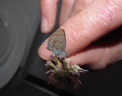 Zizina oxleyi