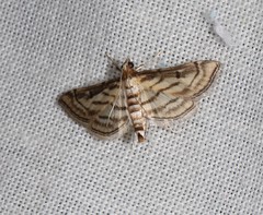 Cnaphalocrocis loxodesma