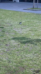Grallina cyanoleuca