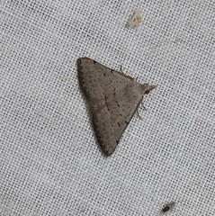 Dichromodes usurpatrix