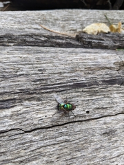 Chrysorutilia