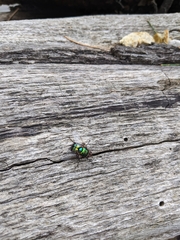 Chrysorutilia