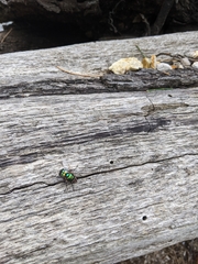 Chrysorutilia