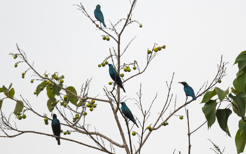 Lesser Blue-eared Starling
