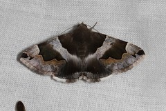 Dysgonia senex
