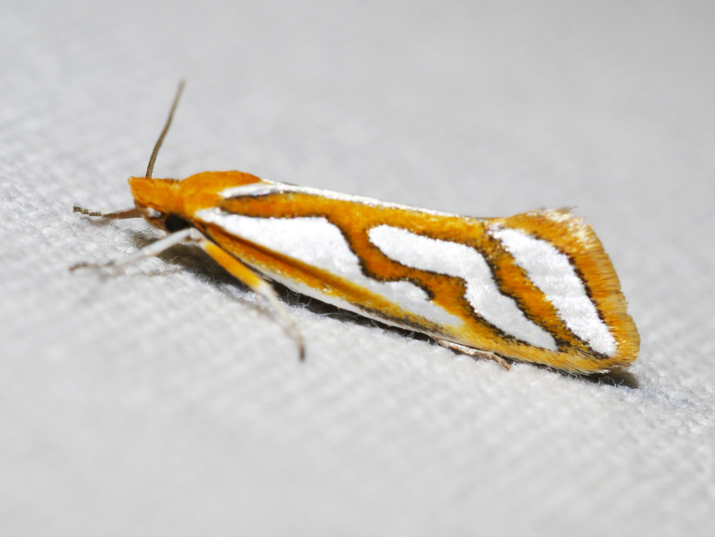 Satin Twig Moth