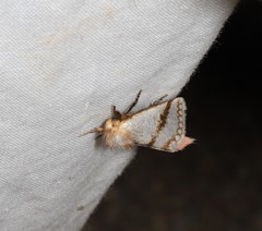 Epicoma derbyana