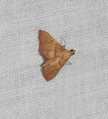 Endotricha psammitis