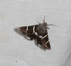 Grammodes