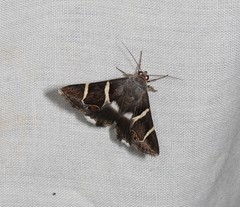 Grammodes