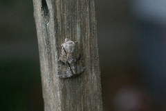 Turnerinycta phaeocosma