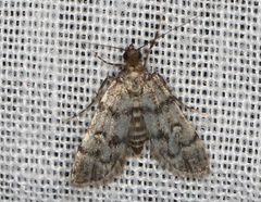 Voliba scoparialis