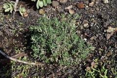 Forsskaolea angustifolia