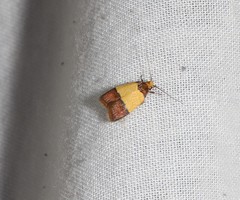 Heteroteucha dichroella