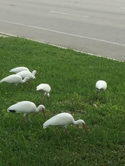 Eudocimus albus