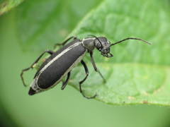 Epicauta cinerea-group