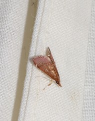 Hydrorybina polusalis