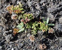 Polycarpaea divaricata