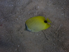 Chaetodon miliaris