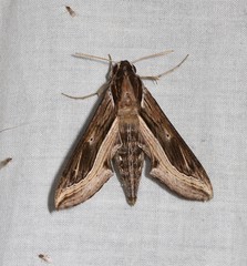 Hippotion velox