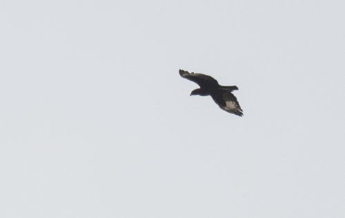 Long-crested Eagle