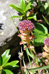 Hylotelephium anacampseros