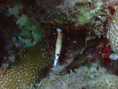 Hypselodoris violabranchia image