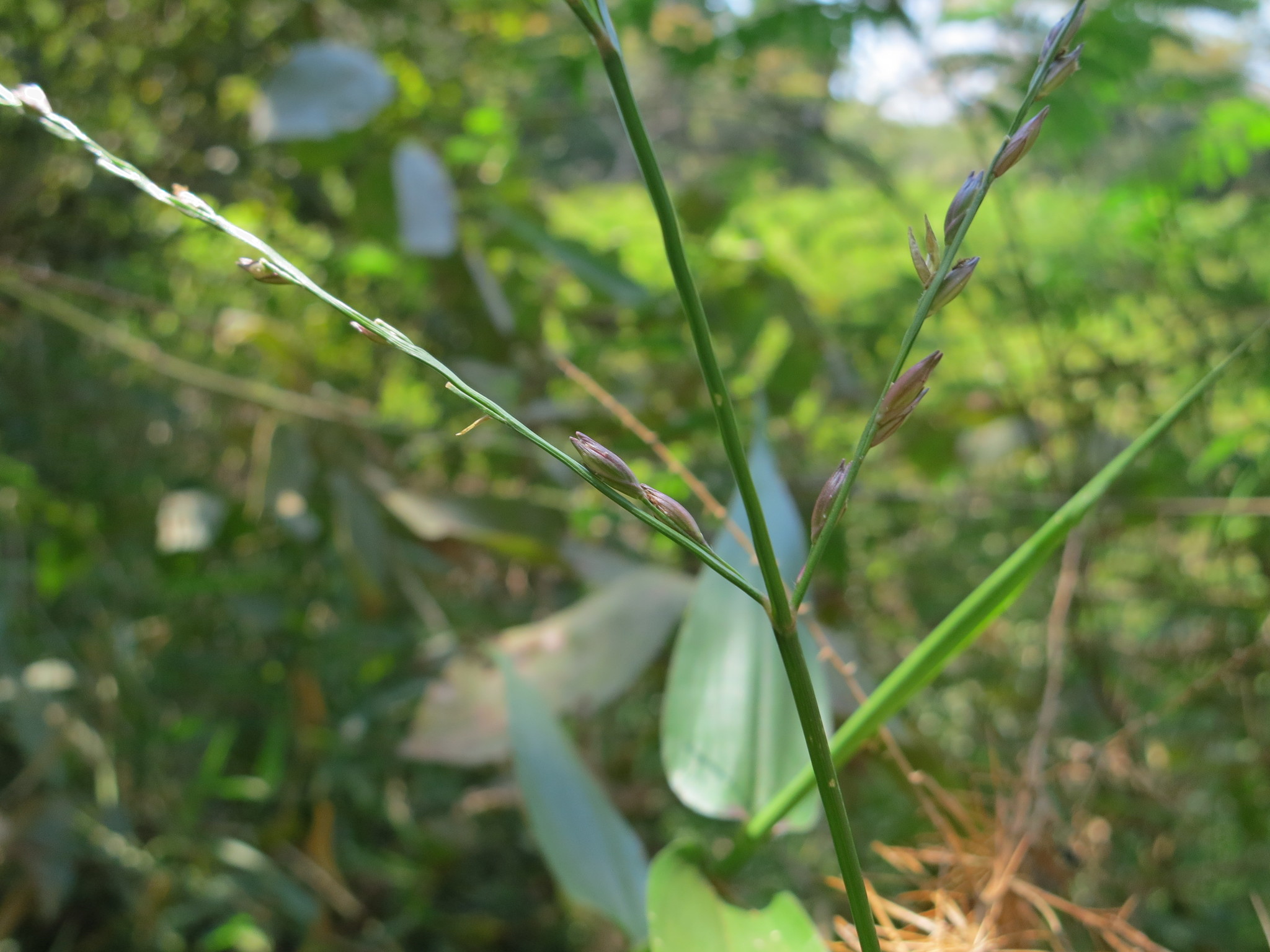 Acroceras zizanioides