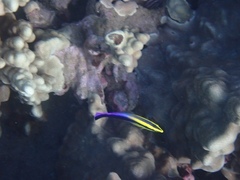 Labroides phthirophagus